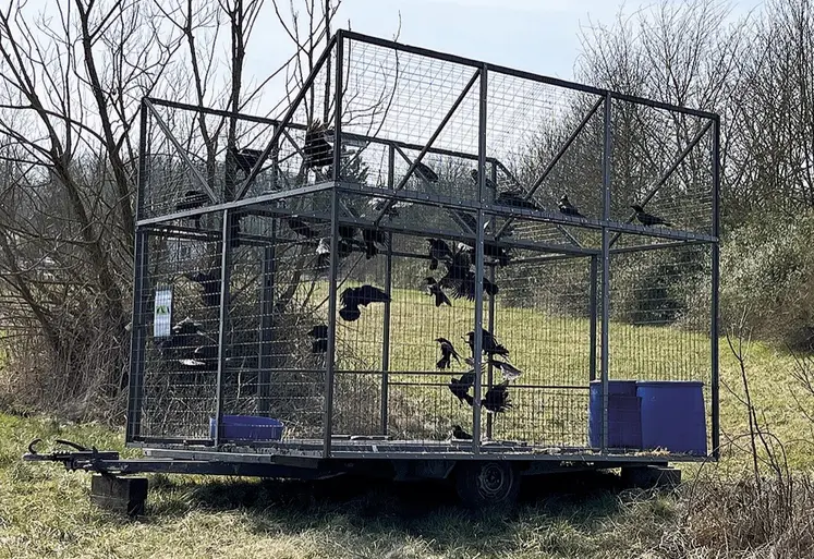 Une cage à corbeaux