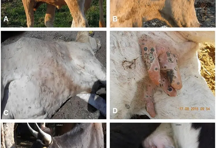 La DNC est une maladie virale des bovins, se manifestant par une forte fièvre et des lésions cutanées généralisées. Les principales sources possibles de virus sont les nodules, squames et croutes, le jetage, les larmes, la salive, la semence et le lait. Dans les lésions cutanées des animaux convalescents, le virus peut être isolé pendant 39 jours et détecté jusqu’à 92 jours. Elle entraine une diminution de la production laitière, des troubles de la fertilité, des avortements et des lési...