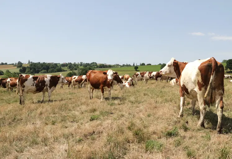 Même en altitude, l'herbe est déjà sèche à la mi-juillet.