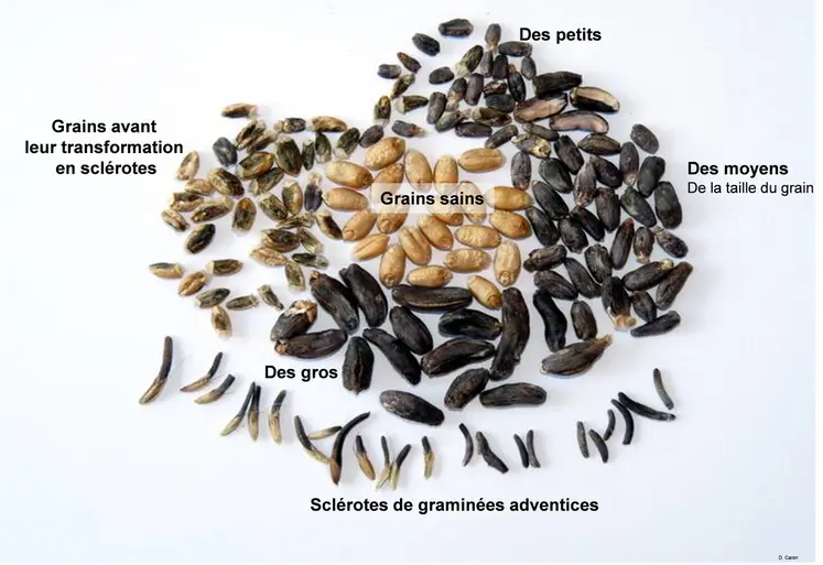 Les différentes catégories de sclérotes. 