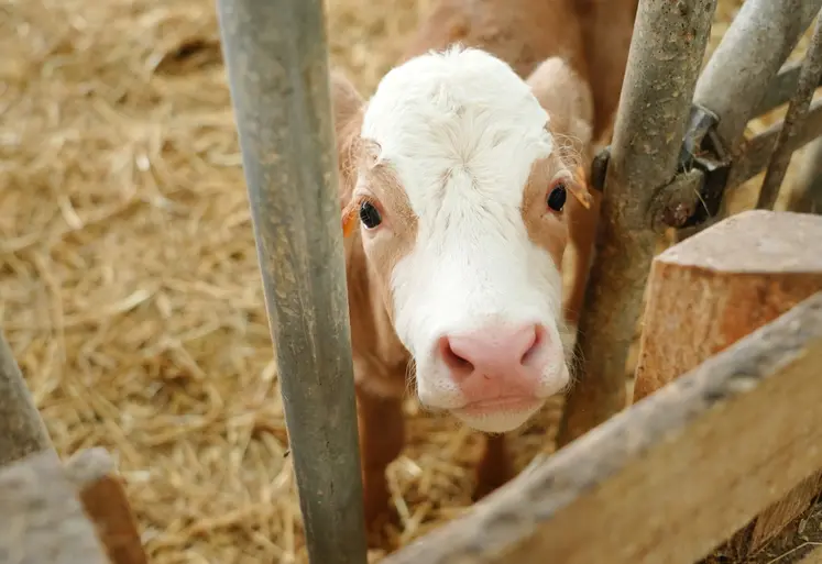 La valorisation de la matière grasse du lait est un enjeu important pour les producteurs.