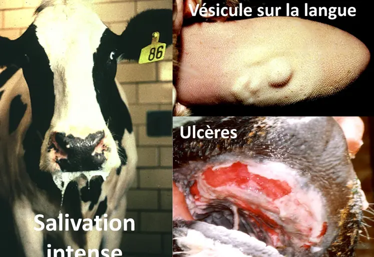 Ils bavent, ils boitent, et si c’était la fièvre aphteuse ?Une salivation importante et des boiteries sur des porcs ou des ruminants doit alerter l’éleveur qui prend contact avec son vétérinaire et la DDETSPP pour signaler la suspicion.