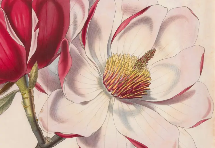 Le Magnolia, Magnolia campbelli, Flore des serres et jardins d'Europe, tome XII (1857).