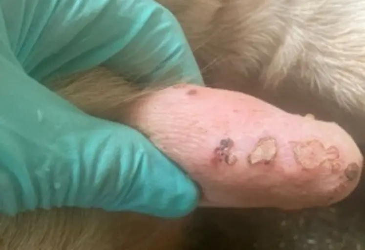 Les lésions même cicatrisées restent douloureuses pour l'animal. 