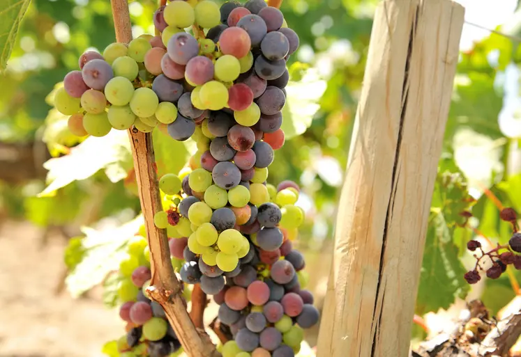 Les vignes du Puy-de-Dôme entame leur véraison, sans problématique sanitaire, ni de sécheresse pour l'instant. 