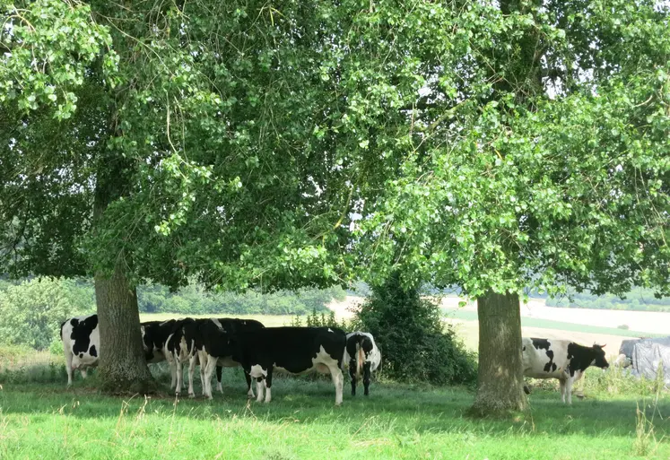 Ombrage vaches
