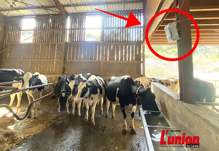 vaches dans une stabulation équipée d'un capteur