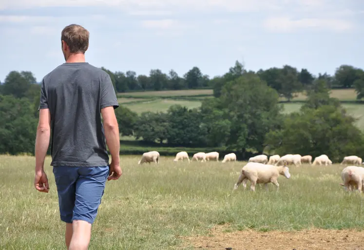 homme au milieu d'un pré avec des moutons.