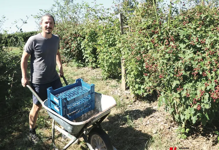 Un homme pousse une brouette entre les framboisiers. 