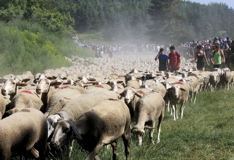 Des brebis en transhumance