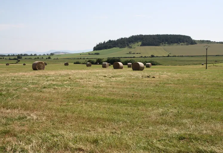 Paysage agricole