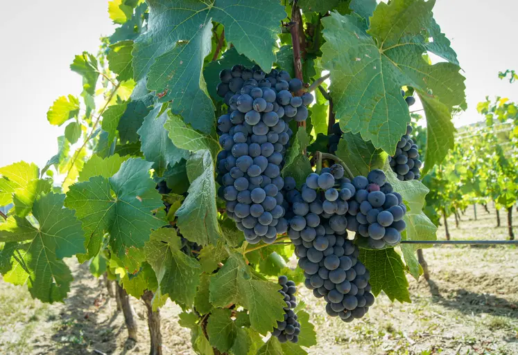 grappes de raisins dans l'aoc côtes d'auvergne