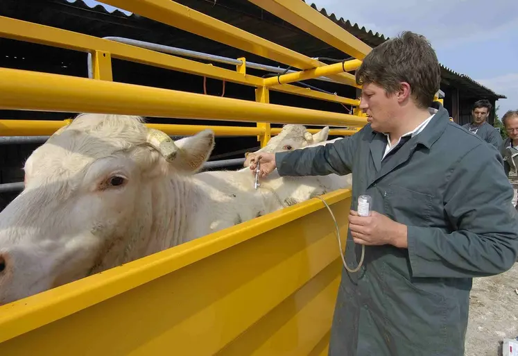 Le ministère de l'Agriculture recommande à tous les éleveurs de ruminants de vacciner leurs animaux pour limiter l'expansion de la maladie. 