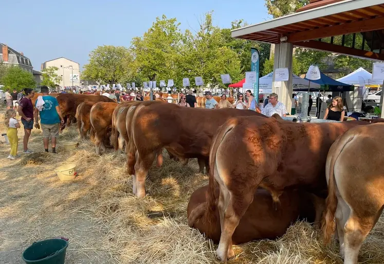 Le 48e comice agricole de Dun-le-Palestel a une nouvelle fois attiré éleveurs, passionnés et visiteurs.