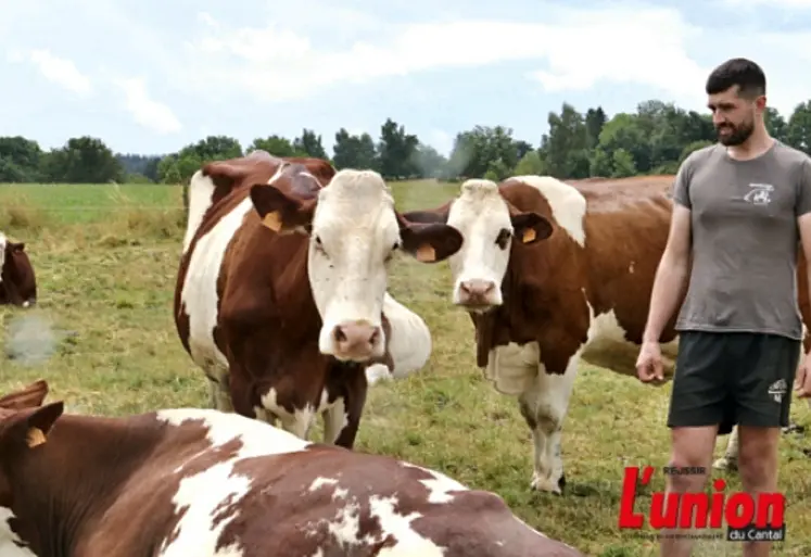 Éleveur de montbéliarde avec les animaux qu'il amène au comice. 