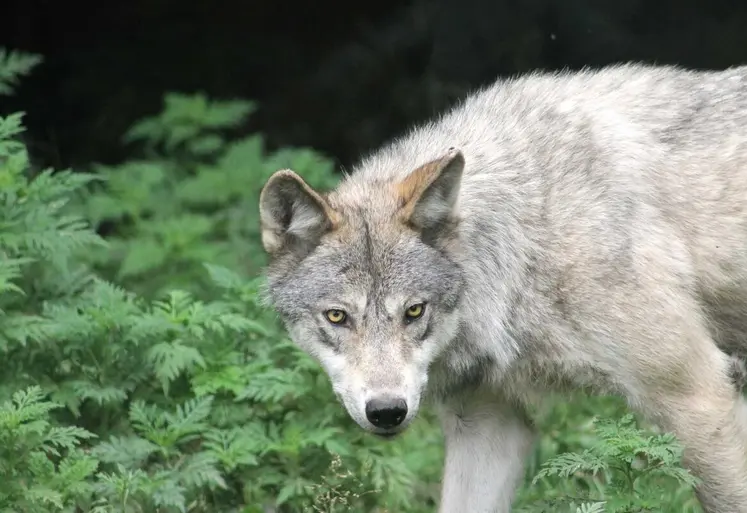 Le retour du loup en France a fait augmenter le nombre d'interventions et les effectifs de louvetiers dans les départements prédatés. 