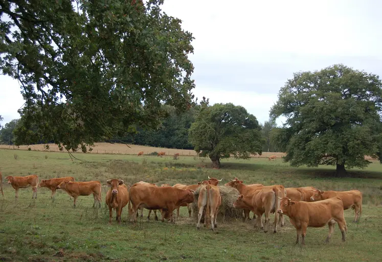 Très présents dans nos régions, les chênes contribuent à la beauté de nos paysages mais on ne doit pas oublier leur potentielle toxicité. Lors d’épisode de sécheresse, la complémentation en fourrage permet de limiter l’impact des glands, par dilution dans la ration, mais si quelques animaux sont repérés en permanence sous les chênes, la seule solution sera de les isoler dans une zone sans glands.