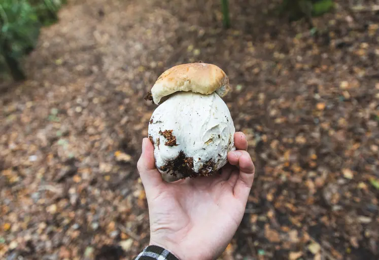 La cueillette aux champignons a aussi ses règles.