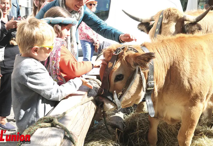 Un enfant qui caresse un veau aubrac