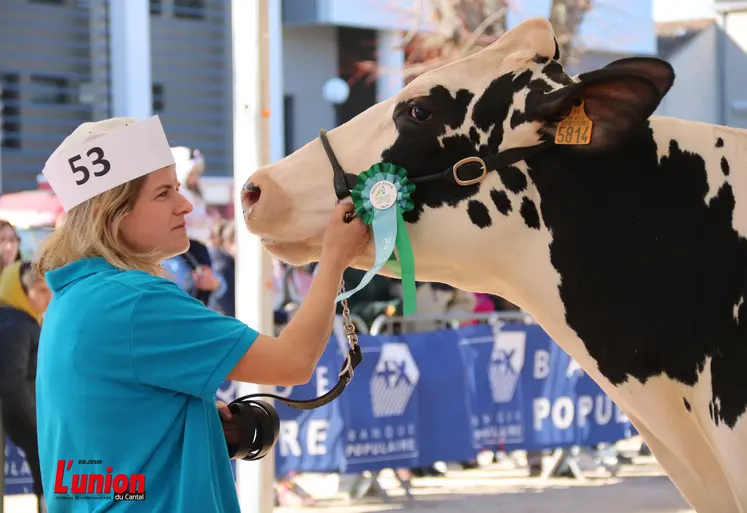 Une dame qui présente une vache prim'holstein