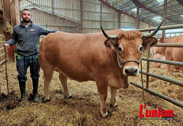 Un éleveur aux côtés de sa vache aubrac engraissée. 