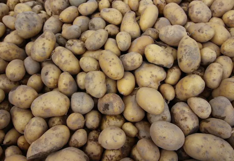 pommes de terre