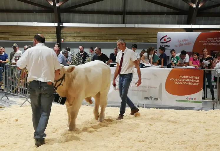présentation d'un veau à la vente par deux hommes
