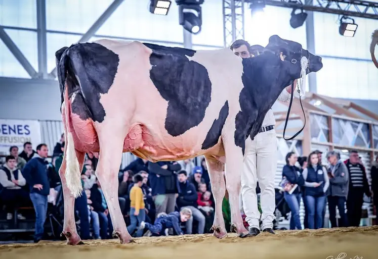 L'élevage Holstein altiligérien a ses stars à l'image de Saxo DC Championne jeune et Meilleure mamelle à Hol'Star 2025, ou 3ème de section à l'Open Dairy Show en novembre 2024 en Mayenne.