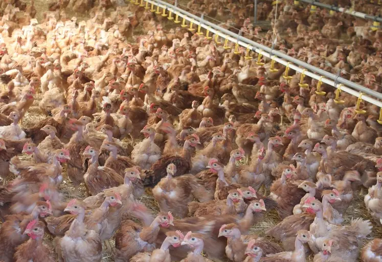 La Haute-Loire n'est pas concernée ; aucun foyer d'IAHP n'a été, à ce jour, recensé.