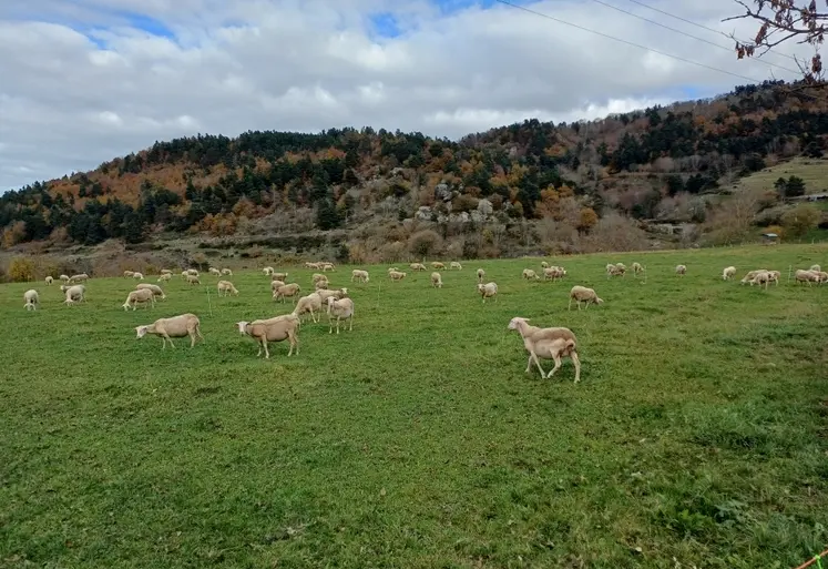 Sur les 8 premiers mois de l'année, seuls deux millions d’agneaux ont été abattus, soit 9 % de moins que l’an passé.