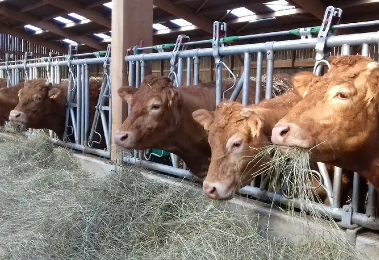 La rentrée en bâtiment est une période clé où se joue une bonne partie des performances économiques de l’élevage. C’est le moment de faire le point sur tous les sujets sanitaires de l’élevage, et notamment mettre les animaux dans un environnement agréable : chargement, ventilation, luminosité, qualité des litières, abreuvement&