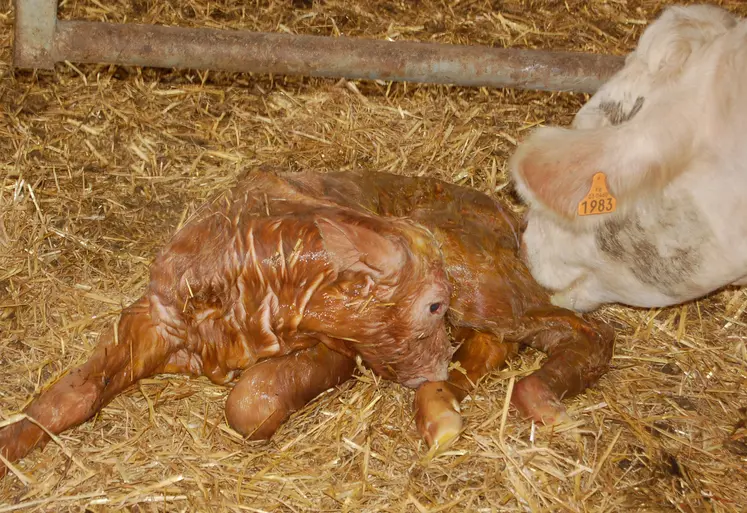 Sitôt le vêlage fait, on veillera à ce que le veau réagisse normalement et que la vache ne présente pas de complication. On lui mettra à disposition eau et nourriture, le vêlage étant éprouvant pour l’animal.