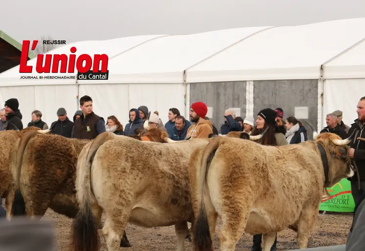 l'arrière de troois vaches aubrac tenues par les éleveurs