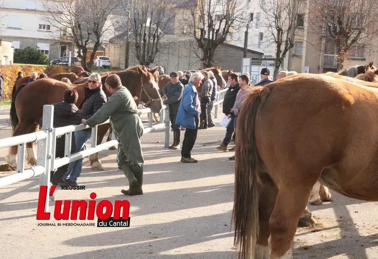 des chevaux et des personnes sur le champ de foire