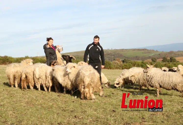 Deux personnes au miieu des moutons.