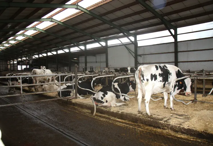 Attention, le stress thermique peut avoir de lourdes conséquences sur le cheptel.