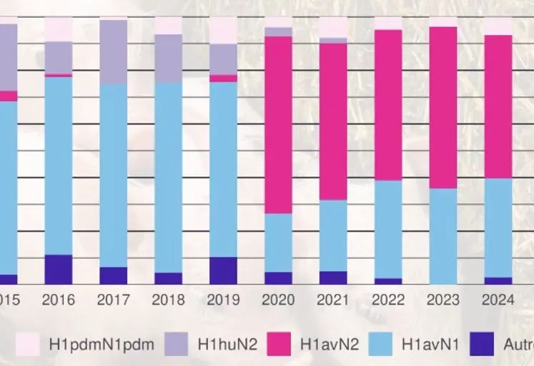 La possibilité de franchissement de barrière d’espèces pouvant conduire à une nouvelle pandémie est un risque majeur. Elle peut se faire directement à partir des oiseaux, mais plus probablement en passant par une autre espèce comme le porc. Les virus y sont donc régulièrement surveillés dans le cadre du réseau national de surveillance des virus influenza chez le porc (Résavip). On retrouve à la fois des virus d’origine humaine ou aviaire. Les éleveurs de volailles et de suidés sont ég...