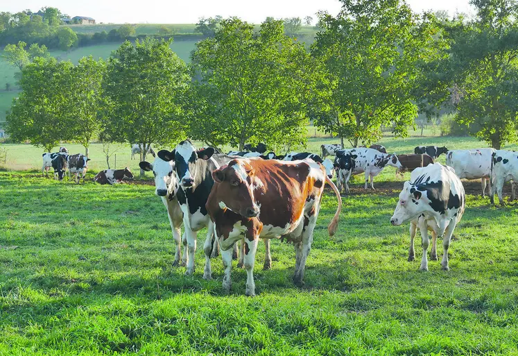Plus les vaches mangent de l'herbe, plus les fromages sont jaunes, fondants et goûteux.