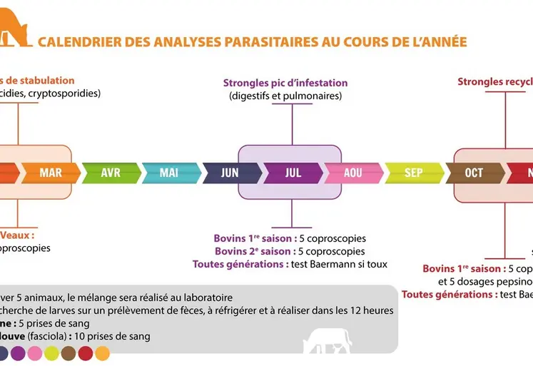 L’hiver est la période idéale pour gérer le parasitisme à trématodes chez les bovins (grande douve et paramphistome principalement).