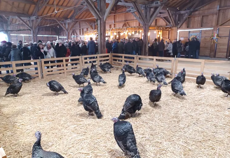 dindes foire jaligny-sur-besbre