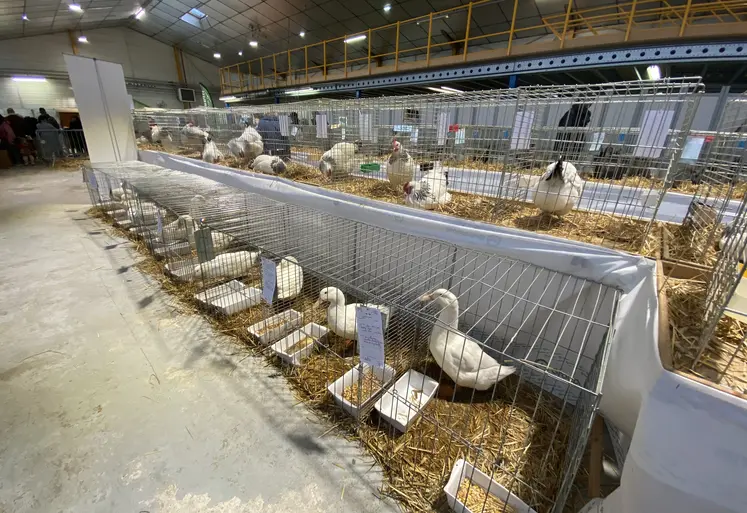 30e édition de la foire avicole internationale