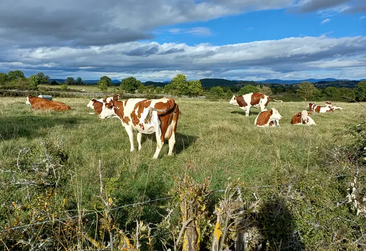 Vaches laitières montbéliardes