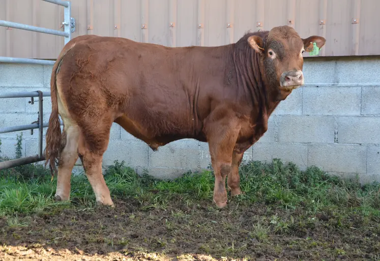 un taureau de race limousine