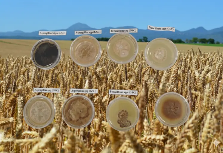 Greencell a sélectionné plus de 800 micro-organismes d'intérêt agronomique dont la plupart proviennent des sols de Limagnes. 