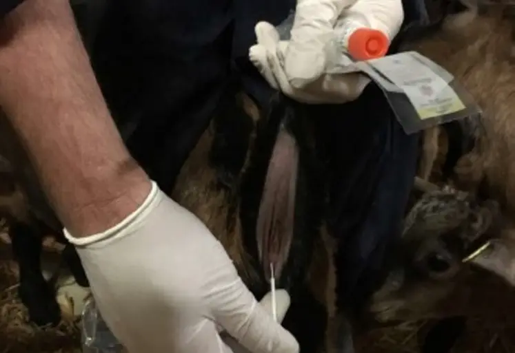 ABSCOPE est un programme d’étude sur l’antibiorésistance en élevage, cofinancé par le Conseil régional de Nouvelle-Aquitaine. 6 cabinets vétérinaires creusois vont intervenir dans 50 élevages pour prélever des écouvillons rectaux sur 10 veaux, agneaux ou chevreaux. L’objectif est d’identifier la présence d’E. Coli producteurs de BLSE (Béta-Lactamases à Spectre Élargi), facteur de résistance avec un impact sanitaire important en élevage. Cet indicateur permettra de faire un éta...