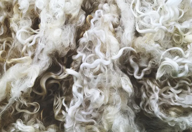 Close up of sheep wool texture
