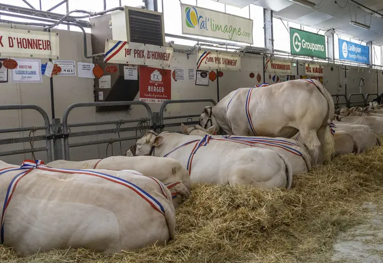 61e foire concours bovins de Saint-Pourçain-sur-Sioule