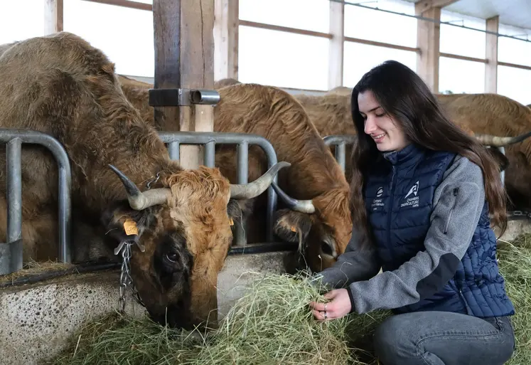 Une jeune femme accroupie devant des aubracs au cornadis porte un gilet Chambre d'agriculture du Cantal