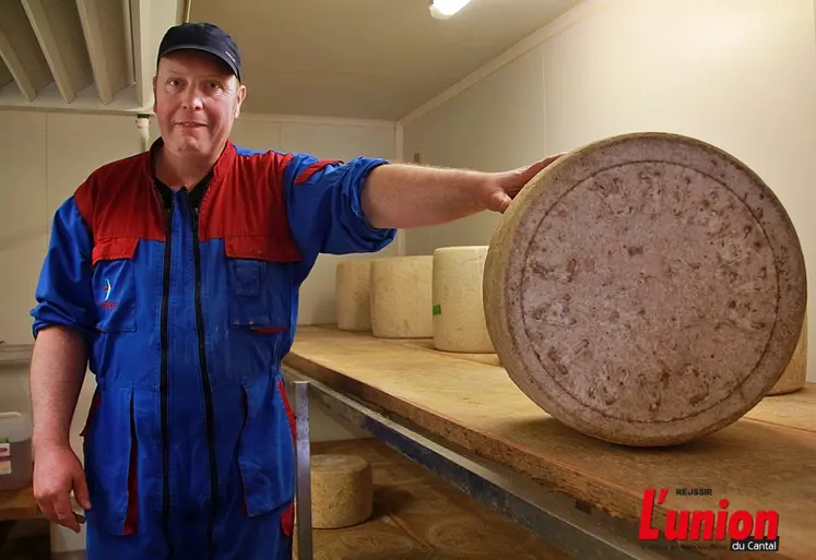 producteur de fromages dans une cave qui présente une fourme de salers AOP