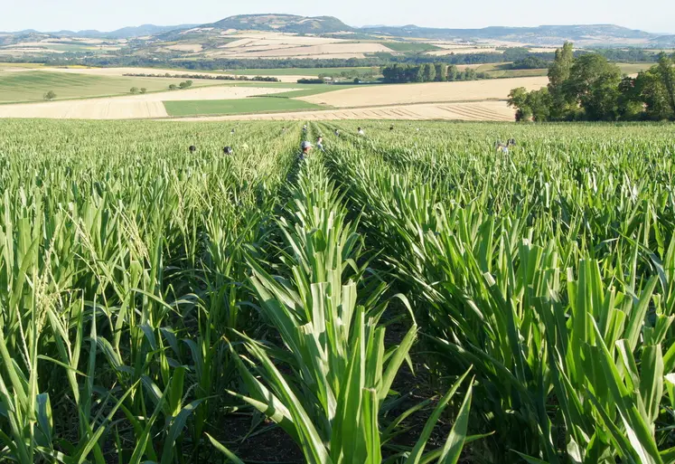 La filière semences de maïs reste sous tension